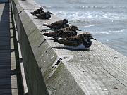 St. Augustine - March 091